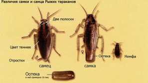Црвени коса лебарки: како да се ослободите од паразити